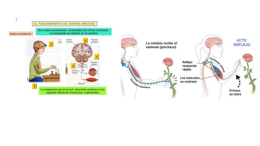 
<p>El sistema nervioso es una parte fundamental del cuerpo humano, encargado de cumplir tres funciones esenciales: la función de relación, 