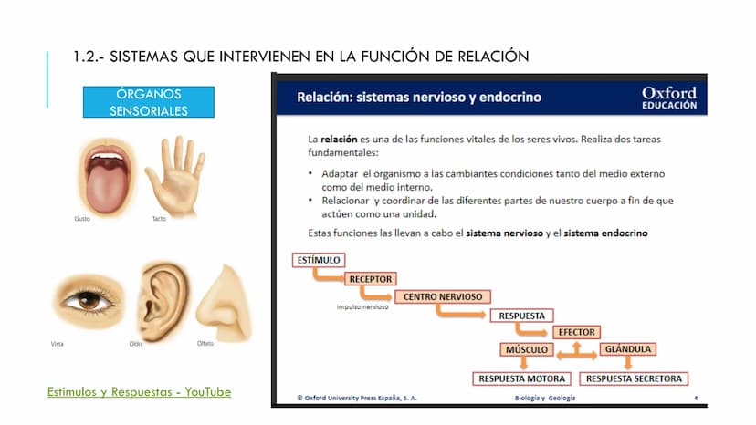 
<p>El sistema nervioso es una parte fundamental del cuerpo humano, encargado de cumplir tres funciones esenciales: la función de relación, 