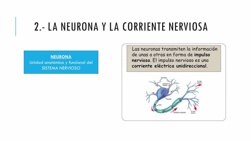 
<p>El sistema nervioso es una parte fundamental del cuerpo humano, encargado de cumplir tres funciones esenciales: la función de relación, 