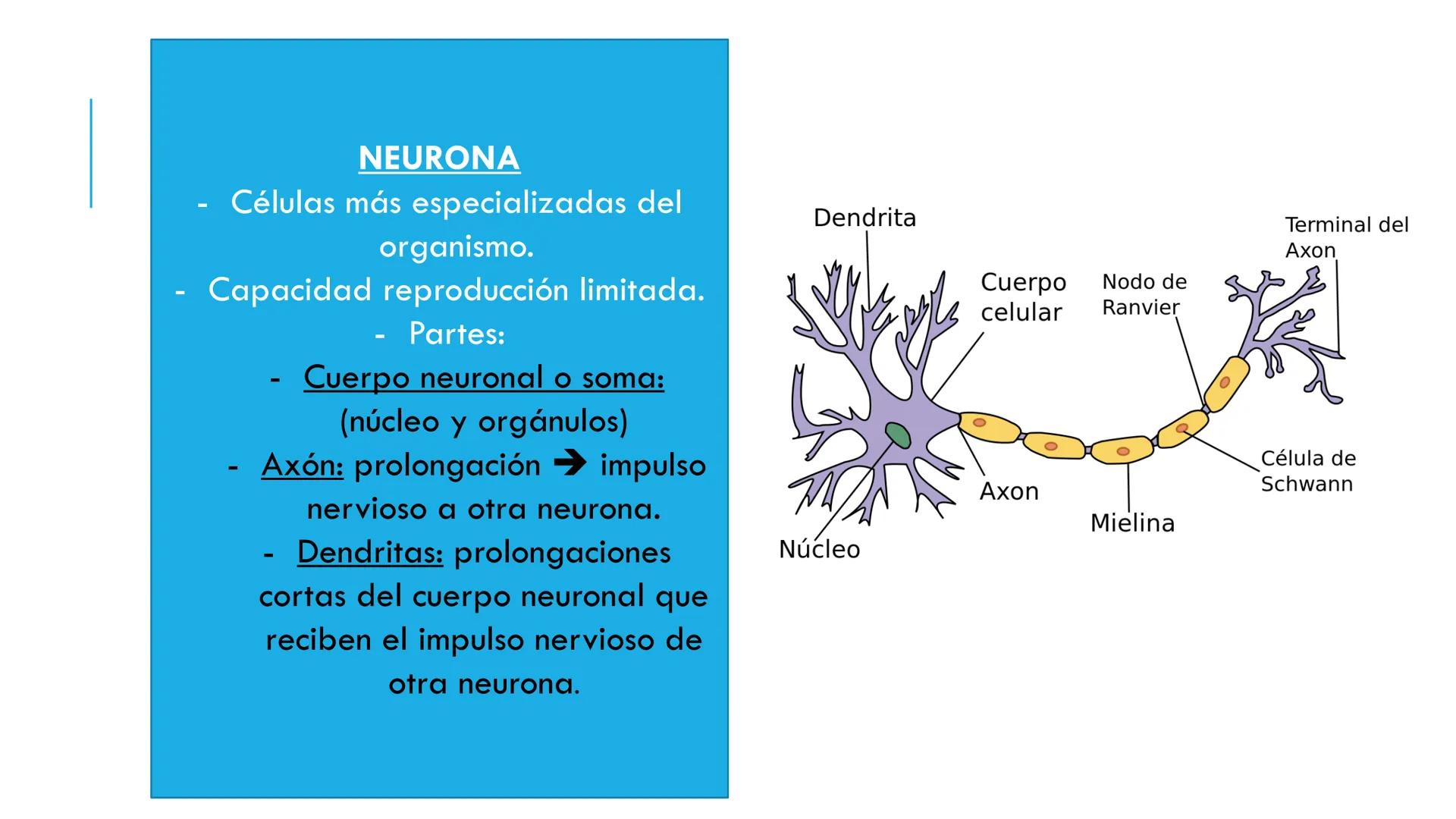 
<p>El sistema nervioso es una parte fundamental del cuerpo humano, encargado de cumplir tres funciones esenciales: la función de relación, 