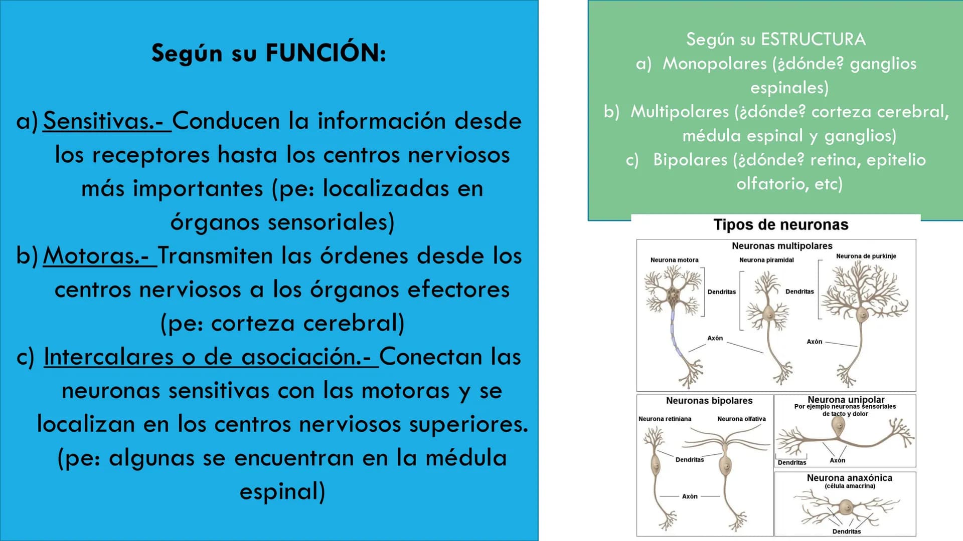 
<p>El sistema nervioso es una parte fundamental del cuerpo humano, encargado de cumplir tres funciones esenciales: la función de relación, 