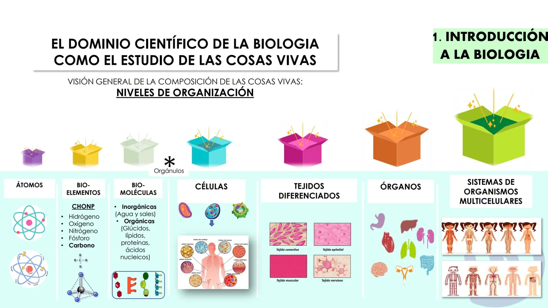 Canva
Canga
UNIDAD 1.
CÉLULA ÍNDICE
INTRODUCCIÓN A LA BIOLOGÍA:
Vivo/no vivo; niveles de organización; definiciones "Vida"; Célula
y Teoría 