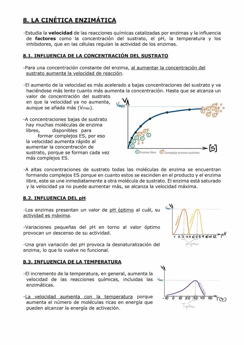 PROTEÍNAS Y ENZIMAS
-Las proteínas están constituidas por C, O, H y N y, en menor proporción, S y P. A veces
otros elementos como Fe y Cu.
-