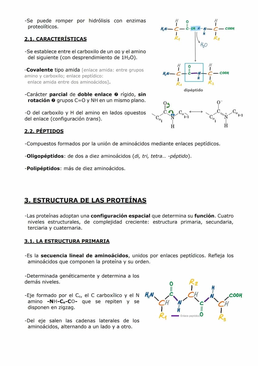 PROTEÍNAS Y ENZIMAS
-Las proteínas están constituidas por C, O, H y N y, en menor proporción, S y P. A veces
otros elementos como Fe y Cu.
-