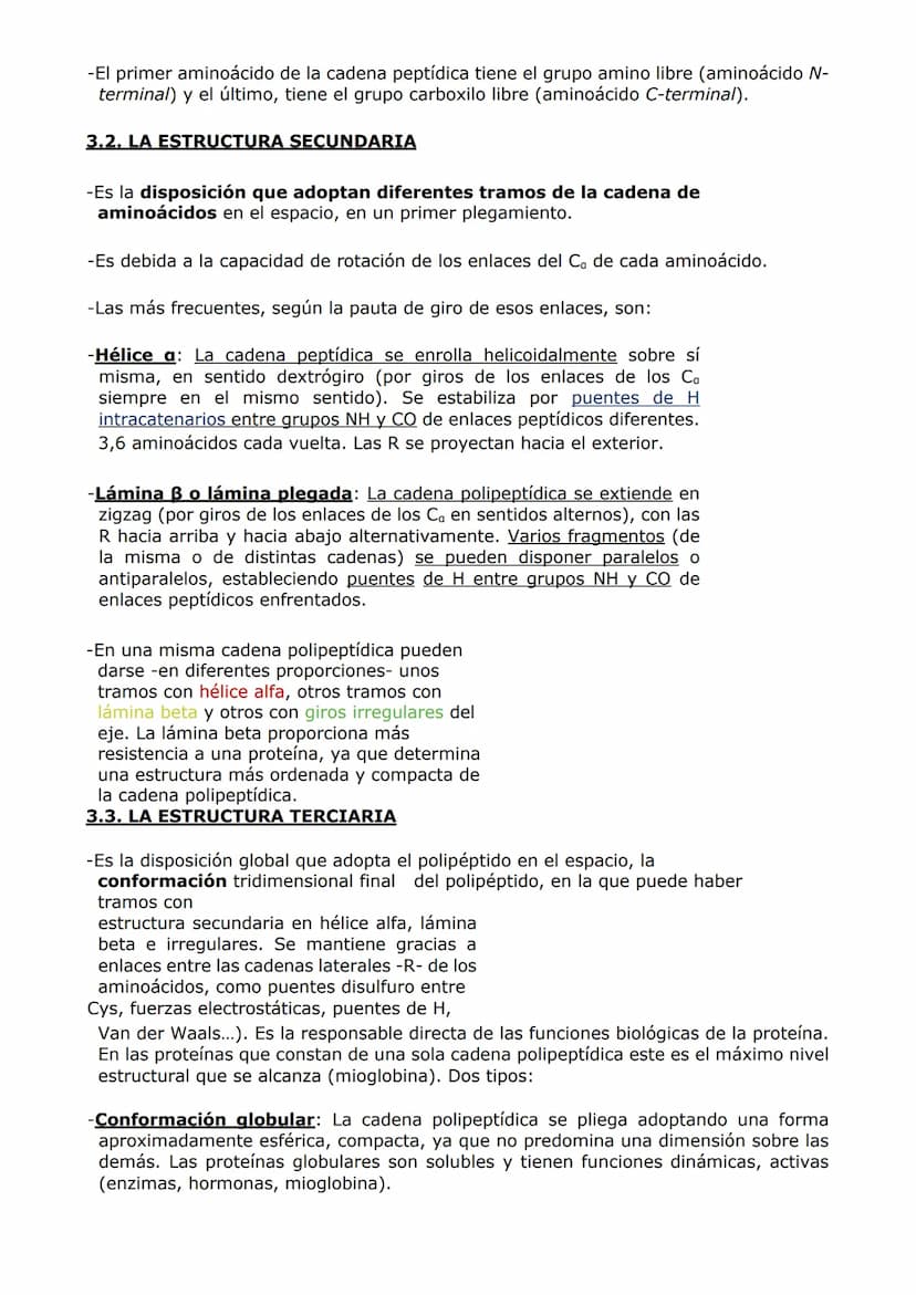 PROTEÍNAS Y ENZIMAS
-Las proteínas están constituidas por C, O, H y N y, en menor proporción, S y P. A veces
otros elementos como Fe y Cu.
-