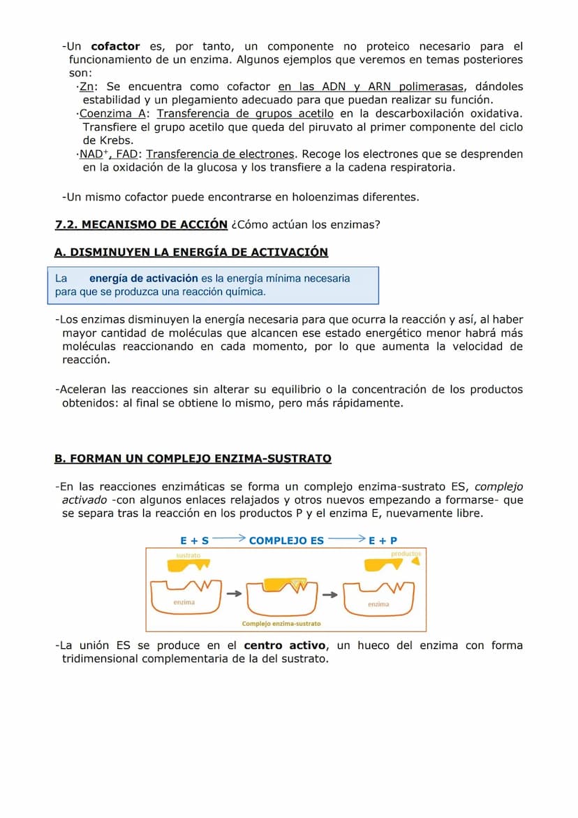 PROTEÍNAS Y ENZIMAS
-Las proteínas están constituidas por C, O, H y N y, en menor proporción, S y P. A veces
otros elementos como Fe y Cu.
-