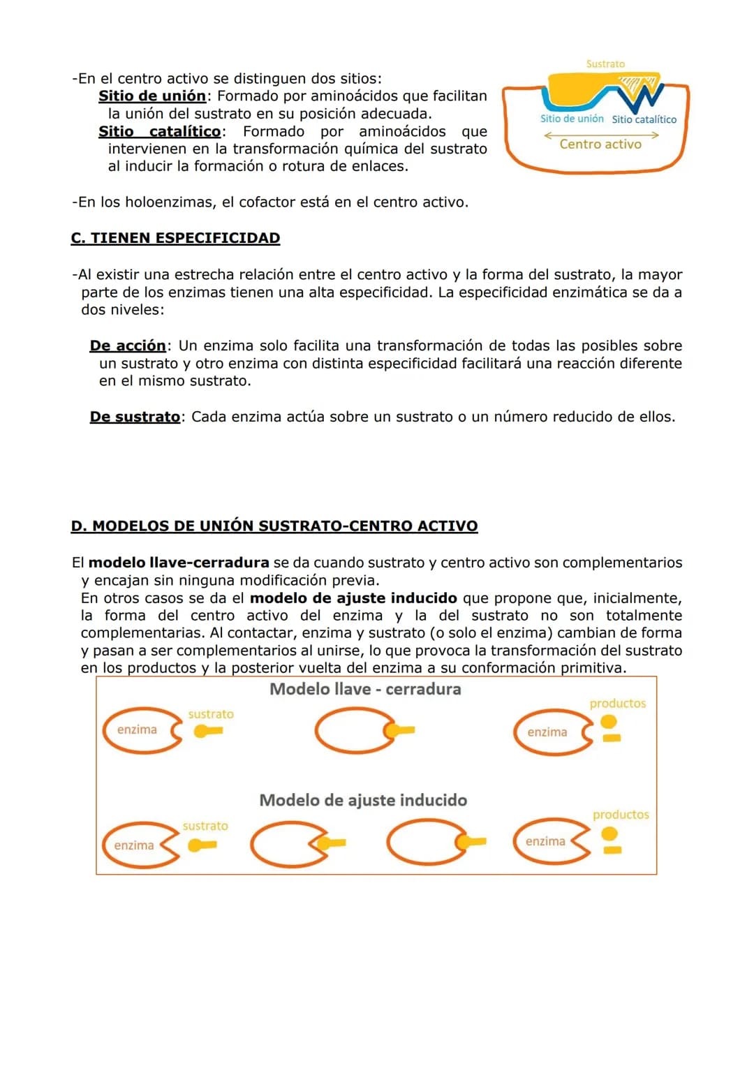 PROTEÍNAS Y ENZIMAS
-Las proteínas están constituidas por C, O, H y N y, en menor proporción, S y P. A veces
otros elementos como Fe y Cu.
-