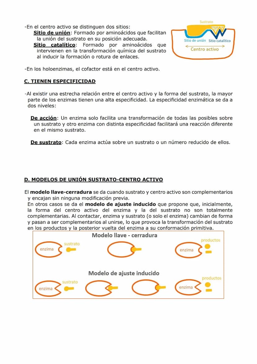PROTEÍNAS Y ENZIMAS
-Las proteínas están constituidas por C, O, H y N y, en menor proporción, S y P. A veces
otros elementos como Fe y Cu.
-