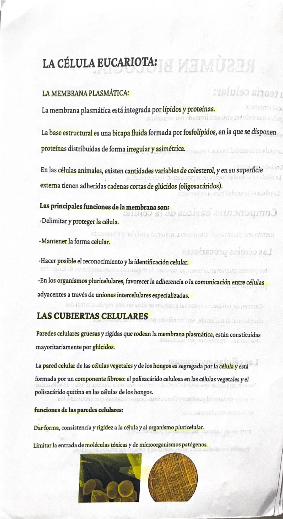 # RESUMEN BIOLOGÍA. TUINO ALI

La teoría celular:

Unidad estructural
significa que todo ser vivo está formado por una célula.

Unidad funci