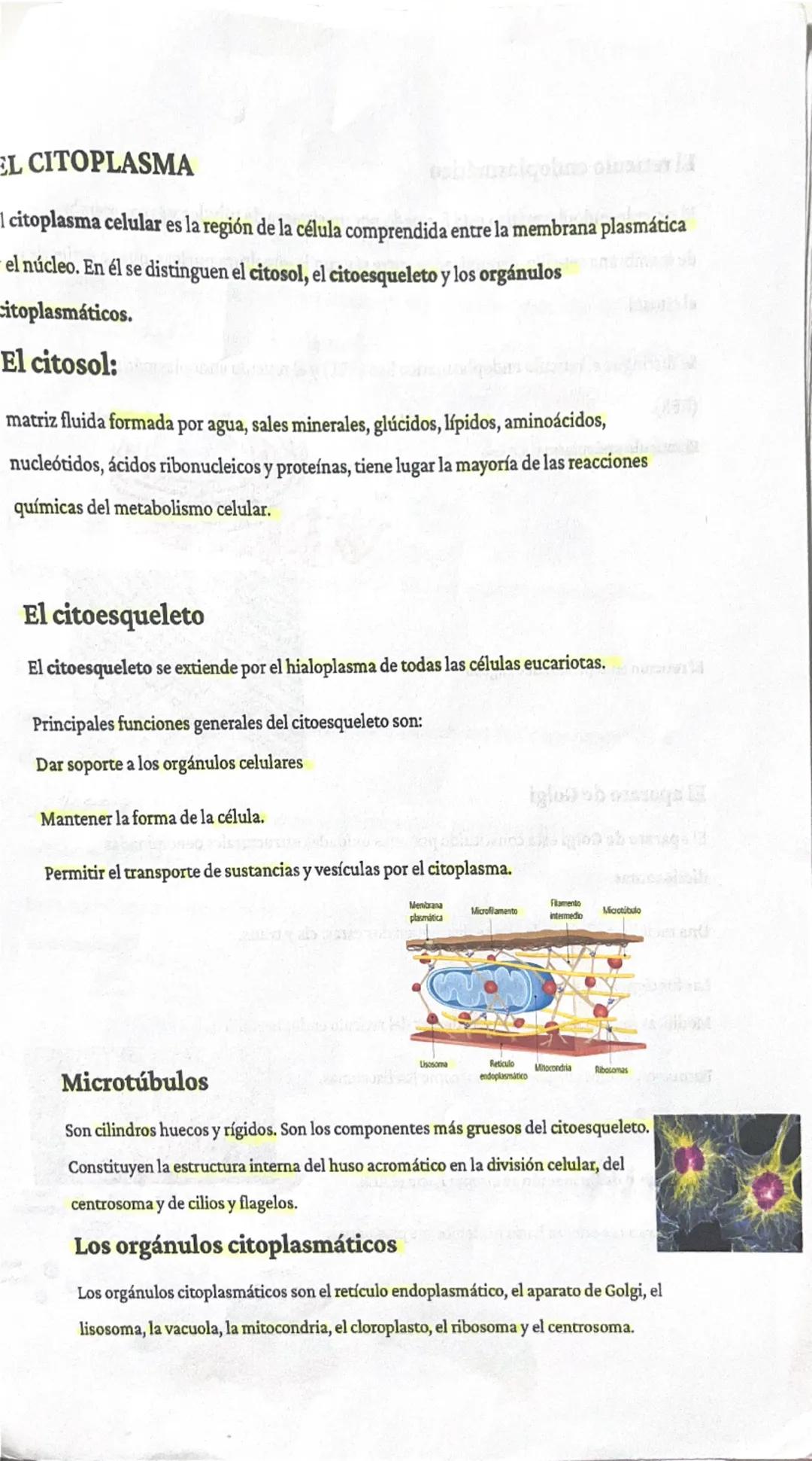 # RESUMEN BIOLOGÍA. TUINO ALI

La teoría celular:

Unidad estructural
significa que todo ser vivo está formado por una célula.

Unidad funci