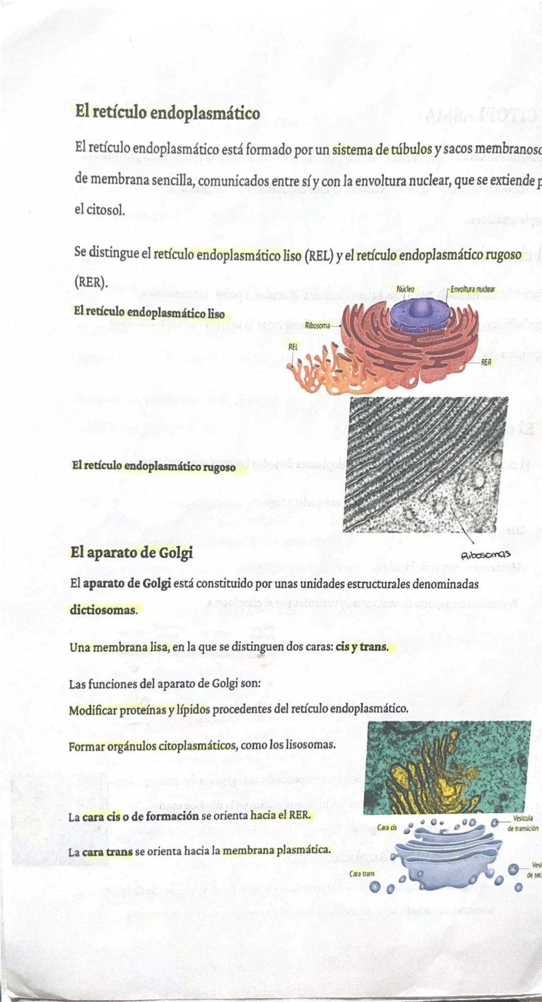 # RESUMEN BIOLOGÍA. TUINO ALI

La teoría celular:

Unidad estructural
significa que todo ser vivo está formado por una célula.

Unidad funci