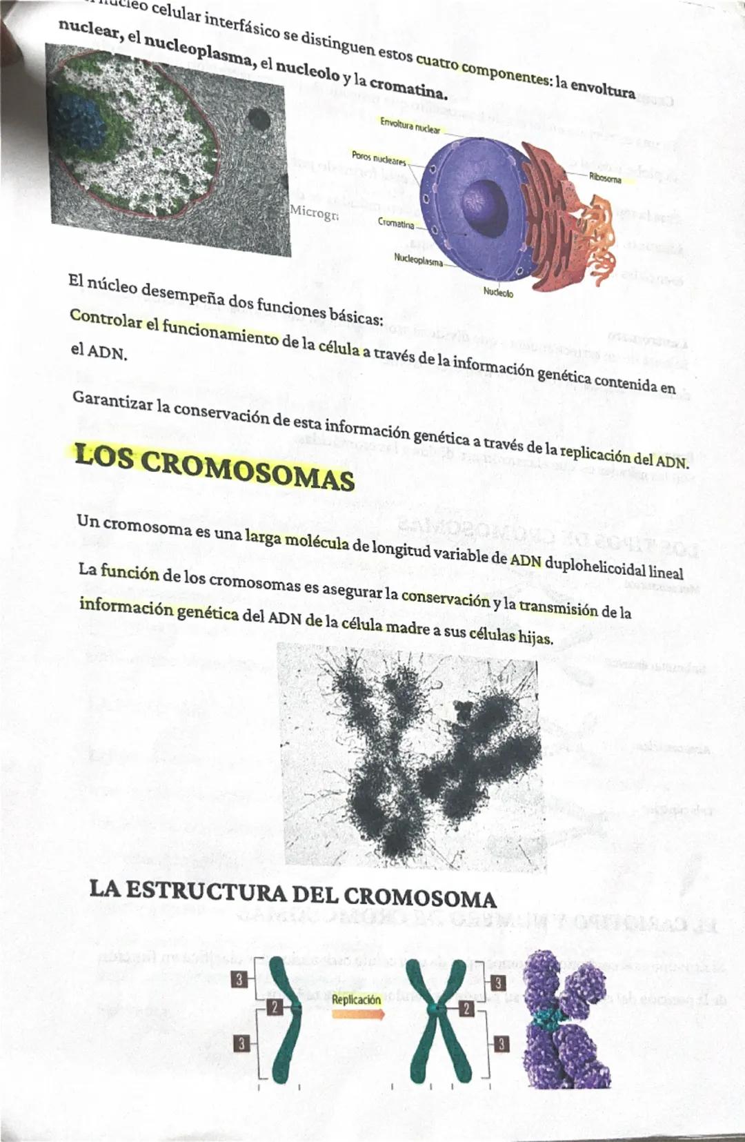 # RESUMEN BIOLOGÍA. TUINO ALI

La teoría celular:

Unidad estructural
significa que todo ser vivo está formado por una célula.

Unidad funci