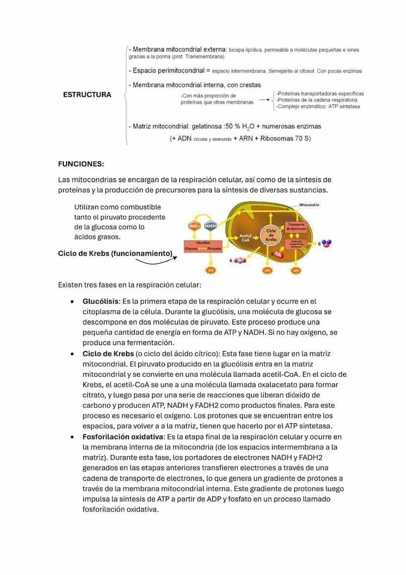TEMA 2 BIOLOGÍA: LA CÉLULA
1. Introducción
Todos los seres vivos estamos formados por células, que constituyen la unidad
estructural y funci