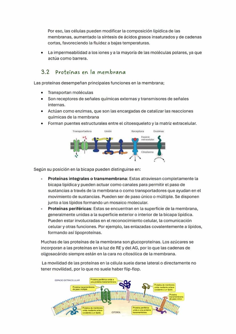 TEMA 2 BIOLOGÍA: LA CÉLULA
1. Introducción
Todos los seres vivos estamos formados por células, que constituyen la unidad
estructural y funci