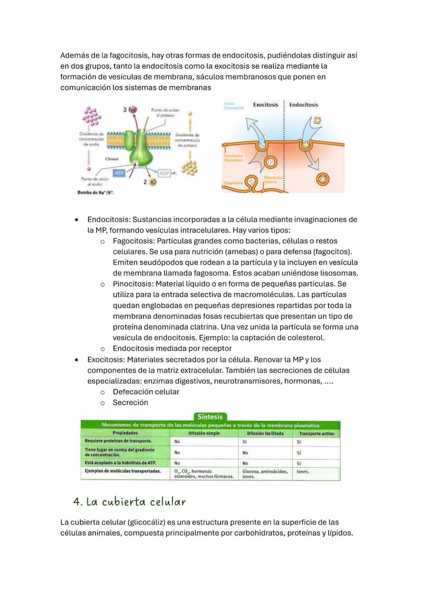 TEMA 2 BIOLOGÍA: LA CÉLULA
1. Introducción
Todos los seres vivos estamos formados por células, que constituyen la unidad
estructural y funci