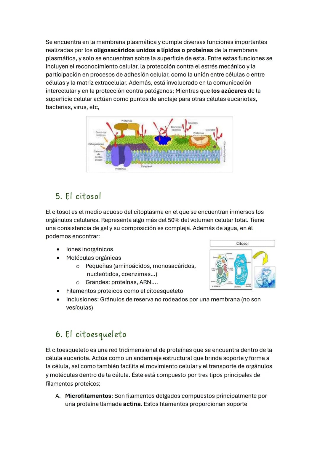 TEMA 2 BIOLOGÍA: LA CÉLULA
1. Introducción
Todos los seres vivos estamos formados por células, que constituyen la unidad
estructural y funci
