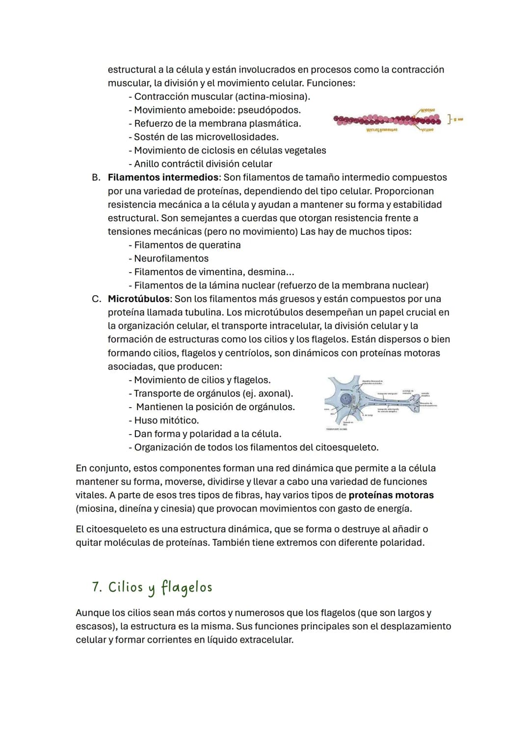 TEMA 2 BIOLOGÍA: LA CÉLULA
1. Introducción
Todos los seres vivos estamos formados por células, que constituyen la unidad
estructural y funci