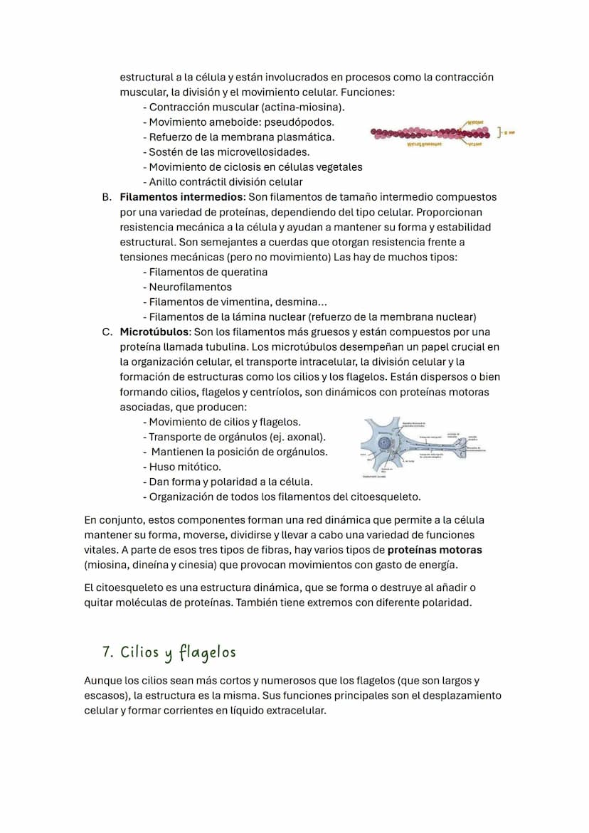 TEMA 2 BIOLOGÍA: LA CÉLULA
1. Introducción
Todos los seres vivos estamos formados por células, que constituyen la unidad
estructural y funci
