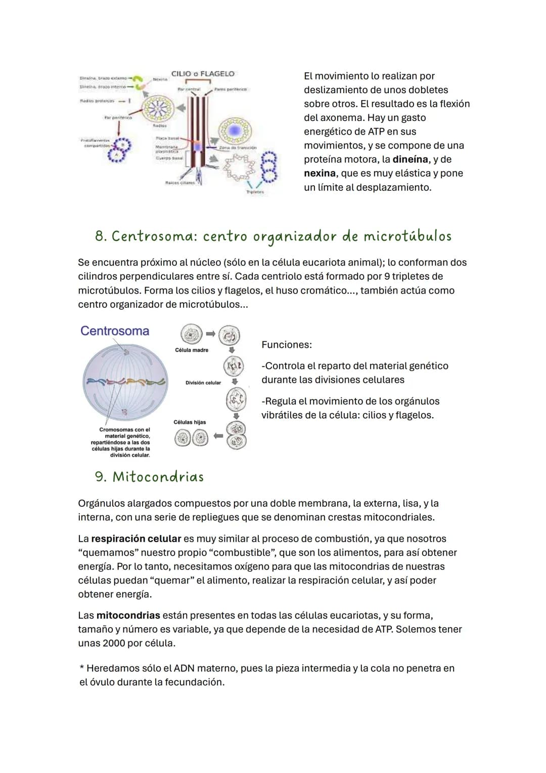 TEMA 2 BIOLOGÍA: LA CÉLULA
1. Introducción
Todos los seres vivos estamos formados por células, que constituyen la unidad
estructural y funci
