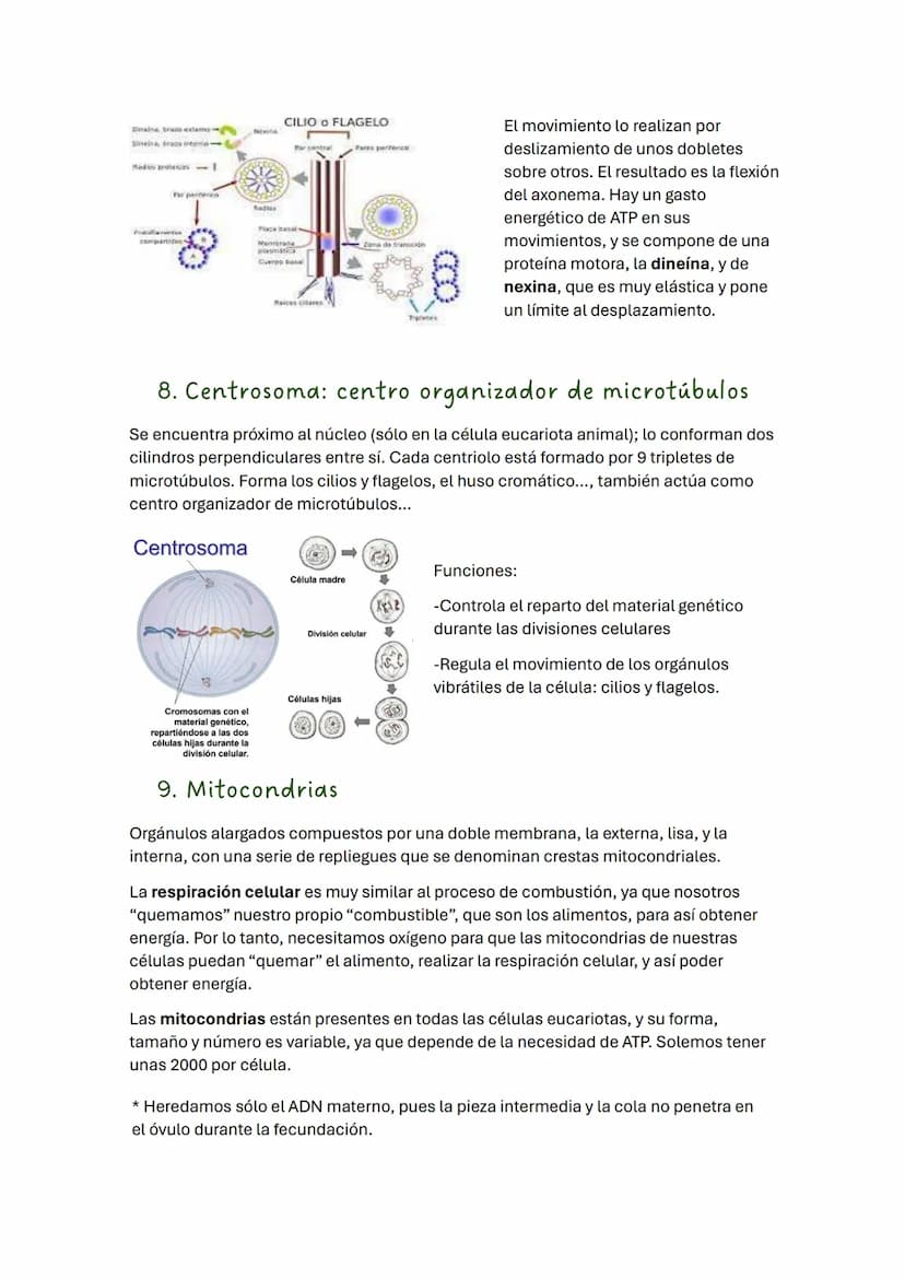 TEMA 2 BIOLOGÍA: LA CÉLULA
1. Introducción
Todos los seres vivos estamos formados por células, que constituyen la unidad
estructural y funci