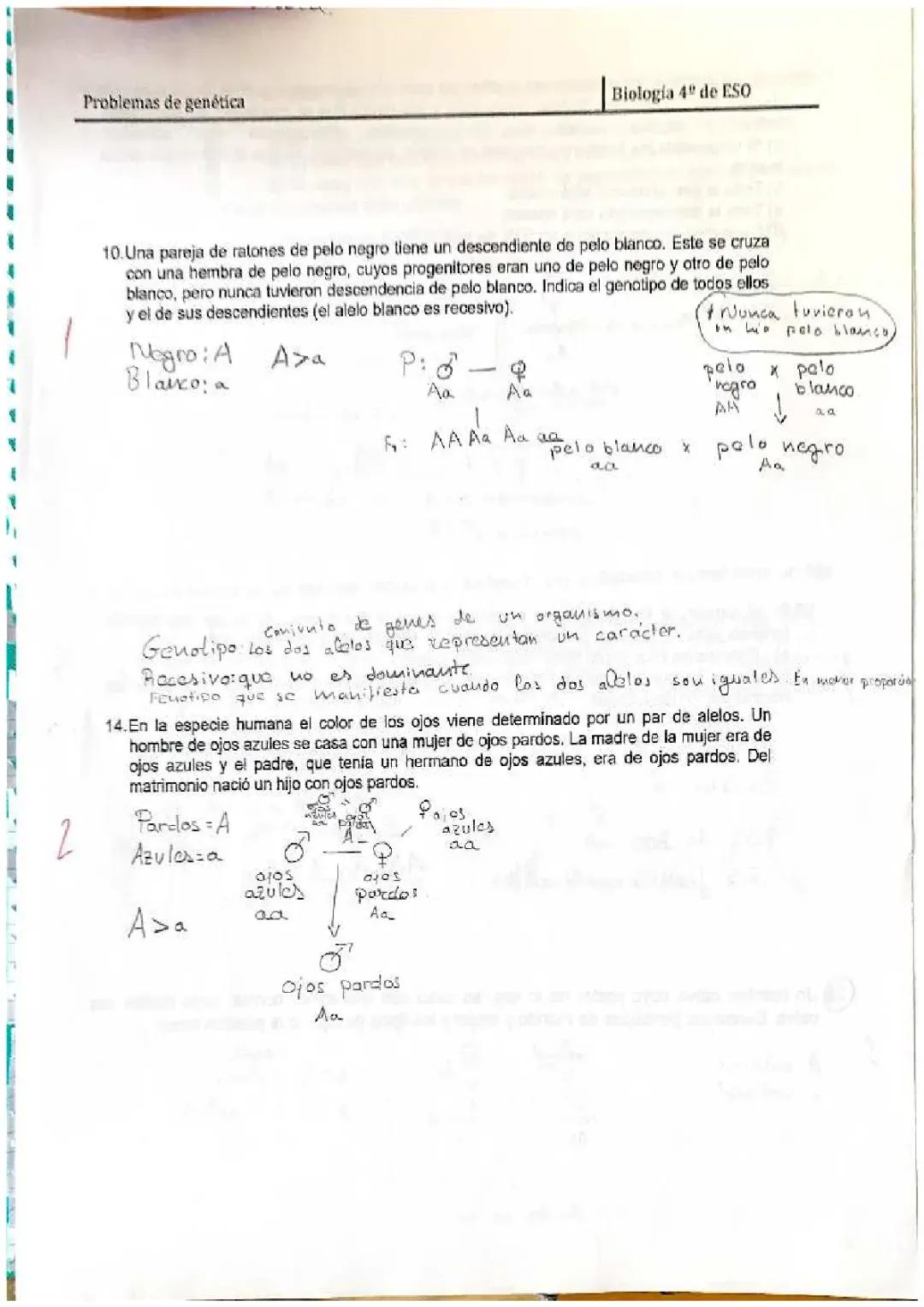 Problemas de Genética Resueltos 4 ESO - PDF y Ejercicios con Soluciones