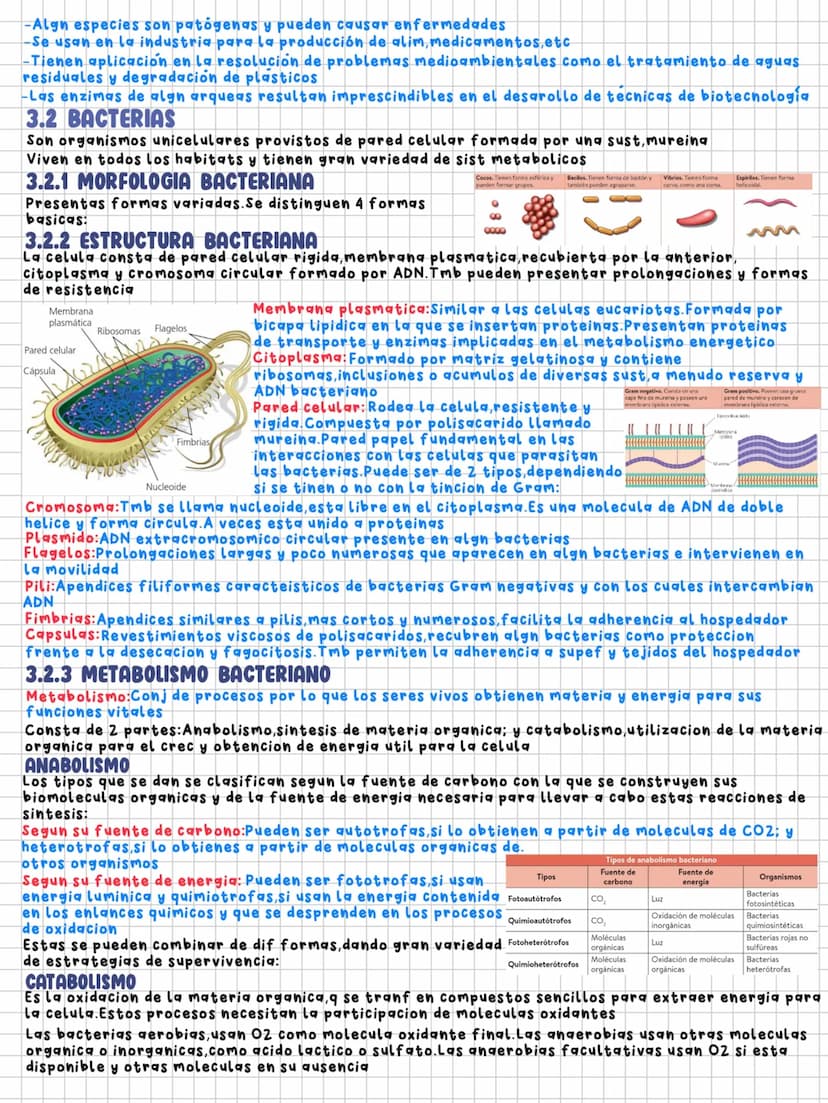 TEMA 7
Microorganismos y formas acelulares
1.MICROORGANISMOS:CONCEPTO Y DIVERSIDAD
Microorganismos: Grupo de seres vivos que solo se visuali