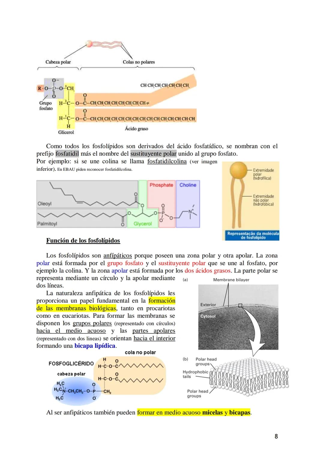 TEMA 3.- LÍPIDOS
1. Generalidades: Composición química, funciones generales (energética, estructural
y biocatalizadora).y clasificación: líp