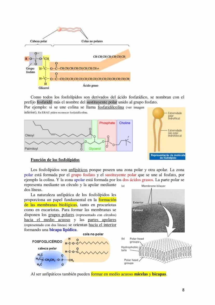 TEMA 3.- LÍPIDOS
1. Generalidades: Composición química, funciones generales (energética, estructural
y biocatalizadora).y clasificación: líp
