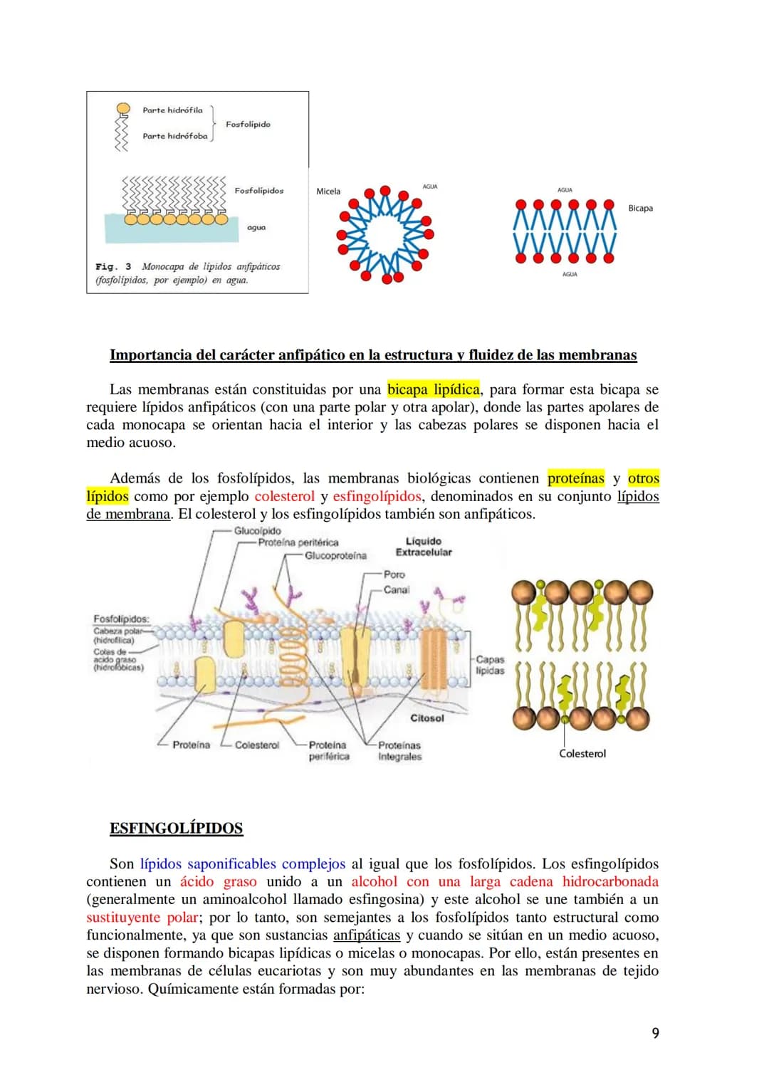 TEMA 3.- LÍPIDOS
1. Generalidades: Composición química, funciones generales (energética, estructural
y biocatalizadora).y clasificación: líp