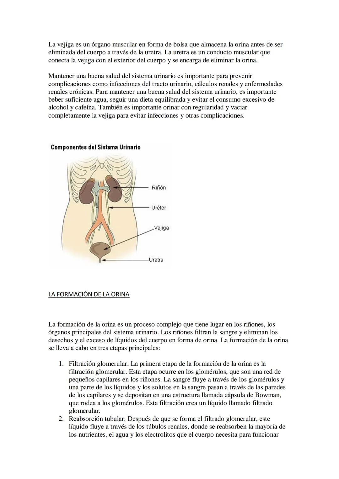 APARATO EXCRETOR
El aparato excretor es el conjunto de órganos encargados de la eliminación de desechos
metabólicos y sustancias tóxicas del