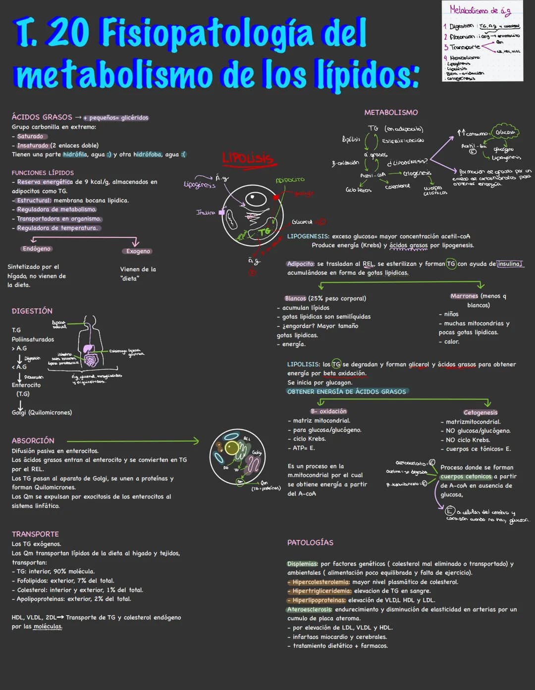 
<p>El metabolismo de los lípidos comprende varias etapas importantes, incluyendo la digestión, absorción, transporte, metabolismo y patolog