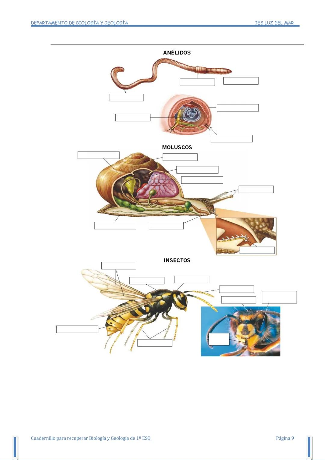 DEPARTAMENTO DE BIOLOGÍA Y GEOLOGÍA
CUADERNO DE
ACTIVIDADES
Para alumnado de 2º de ESO con la materia de
Biología y Geología de 1º de ESO pe
