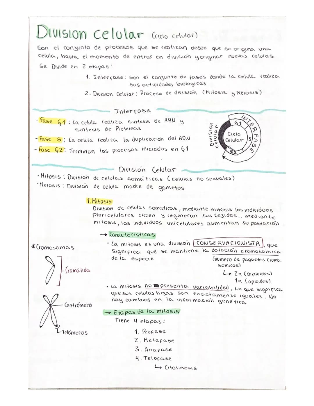 DIVISION celular (ciclo celular)
Son el conjunto de procesos que se realizan desde que se origina una
celula, hasta el momento de entrar en 