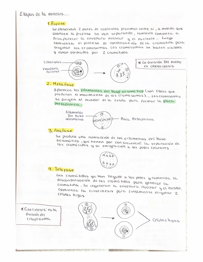 DIVISION celular (ciclo celular)
Son el conjunto de procesos que se realizan desde que se origina una
celula, hasta el momento de entrar en 