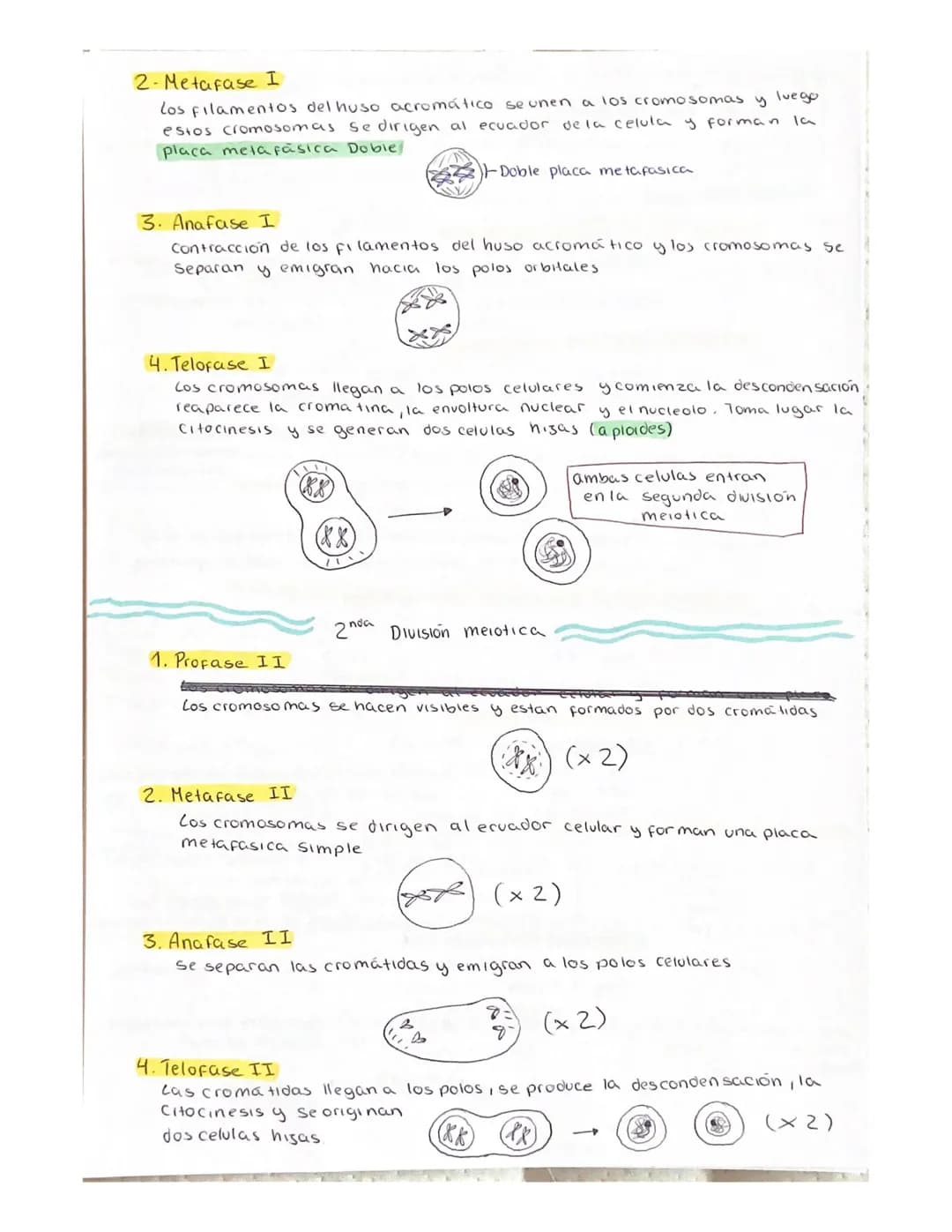 DIVISION celular (ciclo celular)
Son el conjunto de procesos que se realizan desde que se origina una
celula, hasta el momento de entrar en 