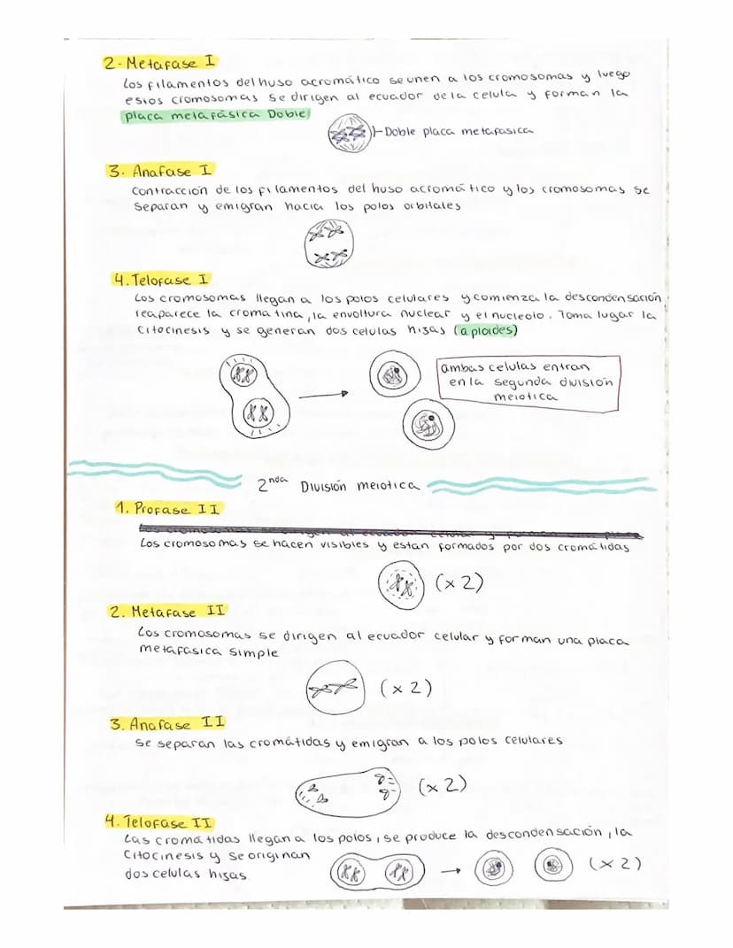 DIVISION celular (ciclo celular)
Son el conjunto de procesos que se realizan desde que se origina una
celula, hasta el momento de entrar en 