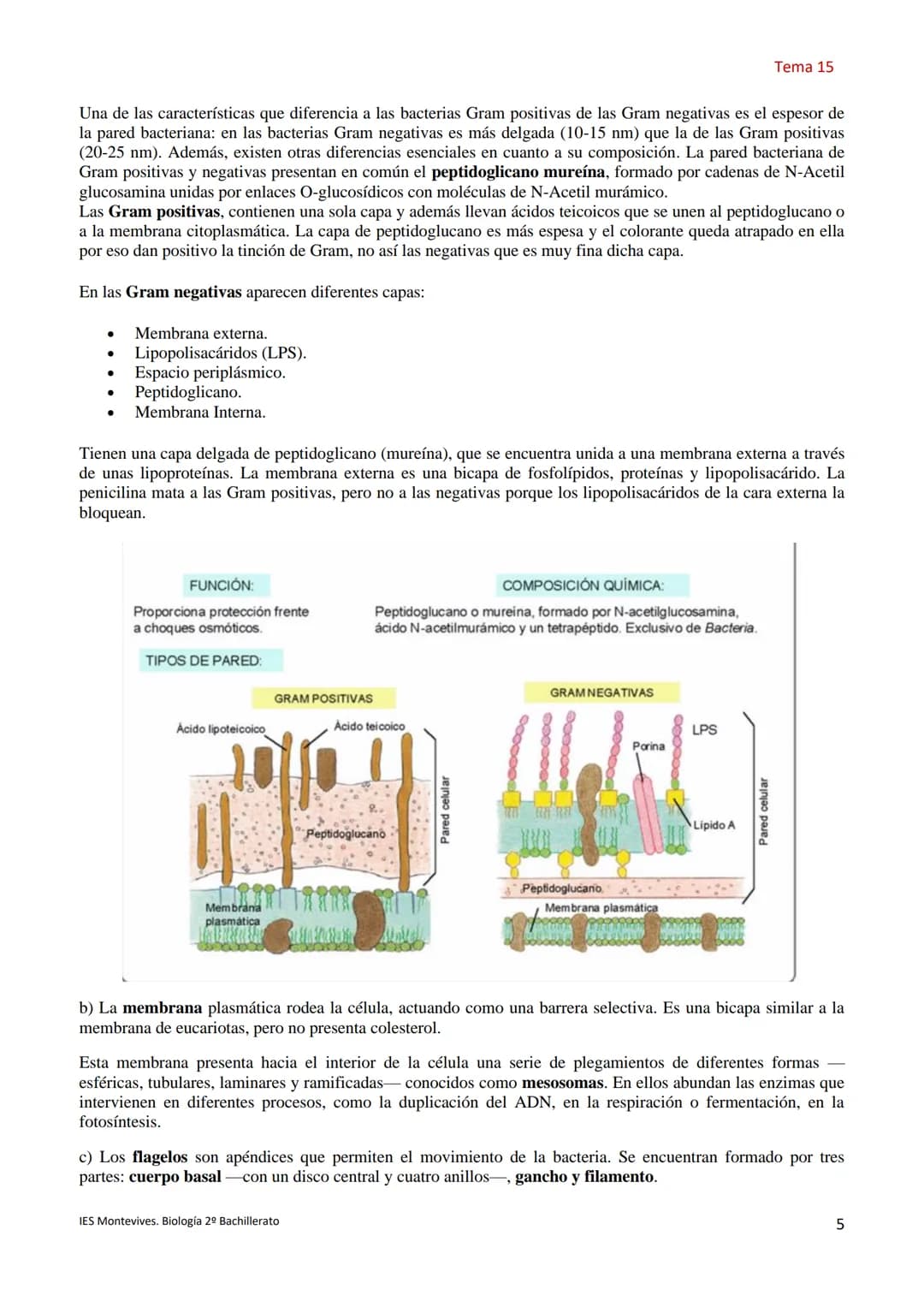 Temas 15 MICROBIOLOGÍA Y VIROLOGÍA
La palabra microbiología procede de tres palabras griegas: mikros (que significa pequeño), bios (vida) y 