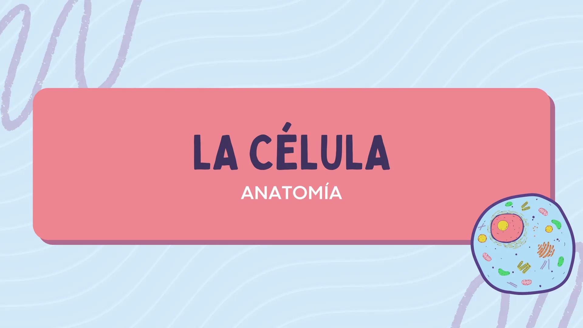 # LA CÉLULA

ANATOMÍA Nivel atómico

NIVEL DE ORGANIZACIÓN

Nivel molecular

Cuanto mayor complejidad
tenga, más complejidad
estructural y f