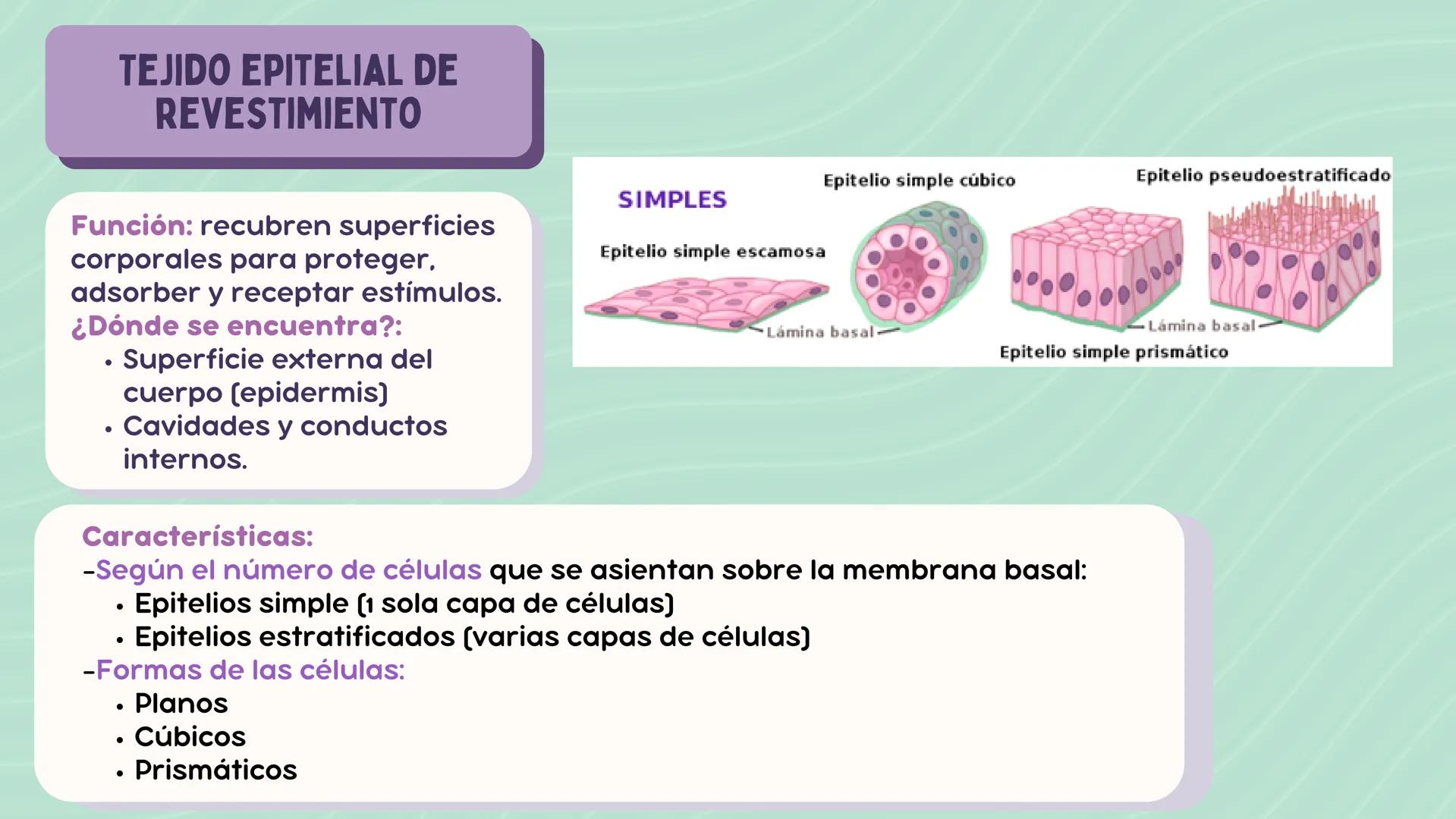 # LA CÉLULA

ANATOMÍA Nivel atómico

NIVEL DE ORGANIZACIÓN

Nivel molecular

Cuanto mayor complejidad
tenga, más complejidad
estructural y f