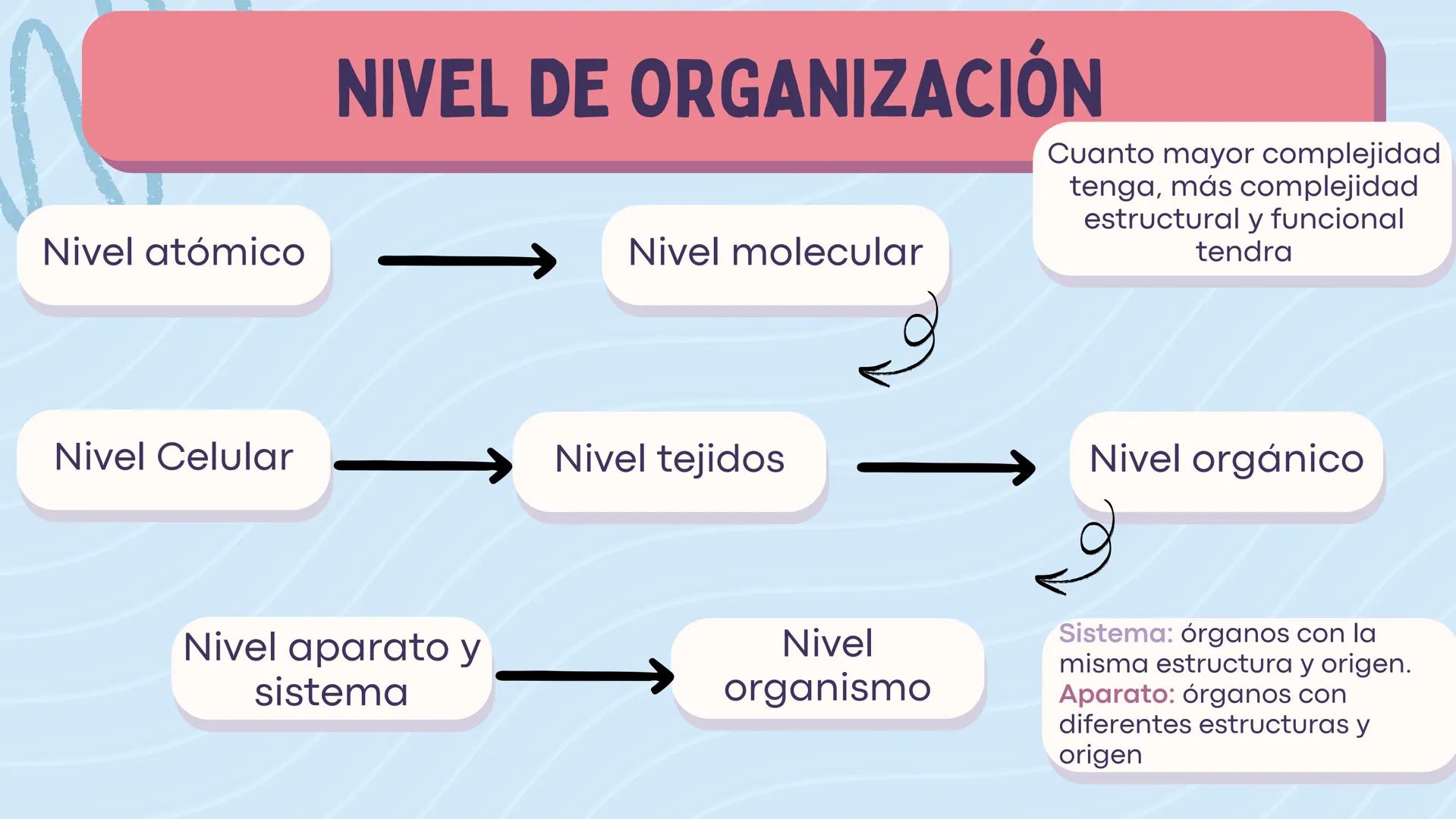 # LA CÉLULA

ANATOMÍA Nivel atómico

NIVEL DE ORGANIZACIÓN

Nivel molecular

Cuanto mayor complejidad
tenga, más complejidad
estructural y f