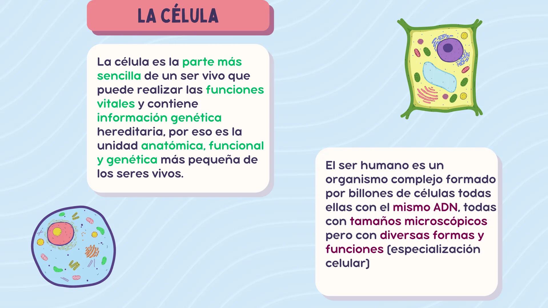 # LA CÉLULA

ANATOMÍA Nivel atómico

NIVEL DE ORGANIZACIÓN

Nivel molecular

Cuanto mayor complejidad
tenga, más complejidad
estructural y f