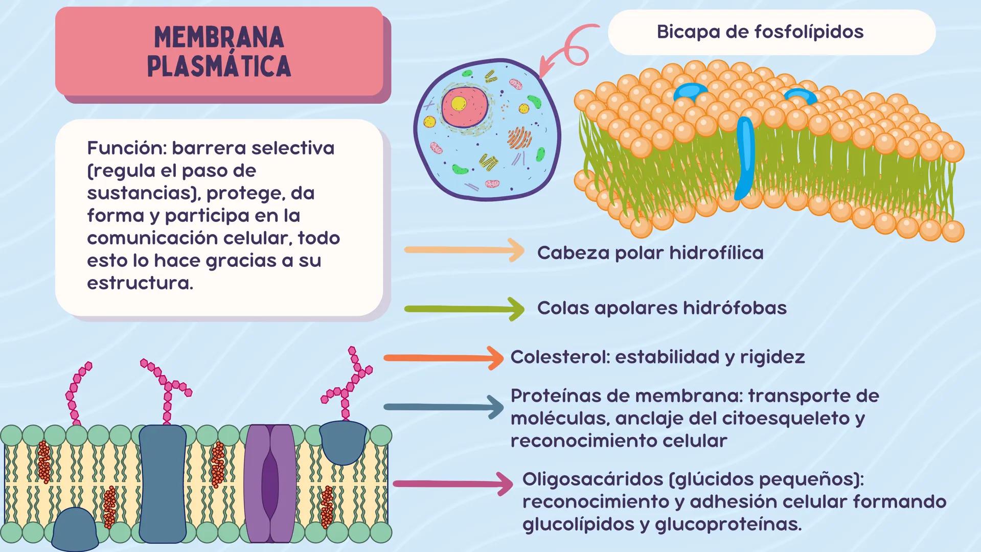 # LA CÉLULA

ANATOMÍA Nivel atómico

NIVEL DE ORGANIZACIÓN

Nivel molecular

Cuanto mayor complejidad
tenga, más complejidad
estructural y f