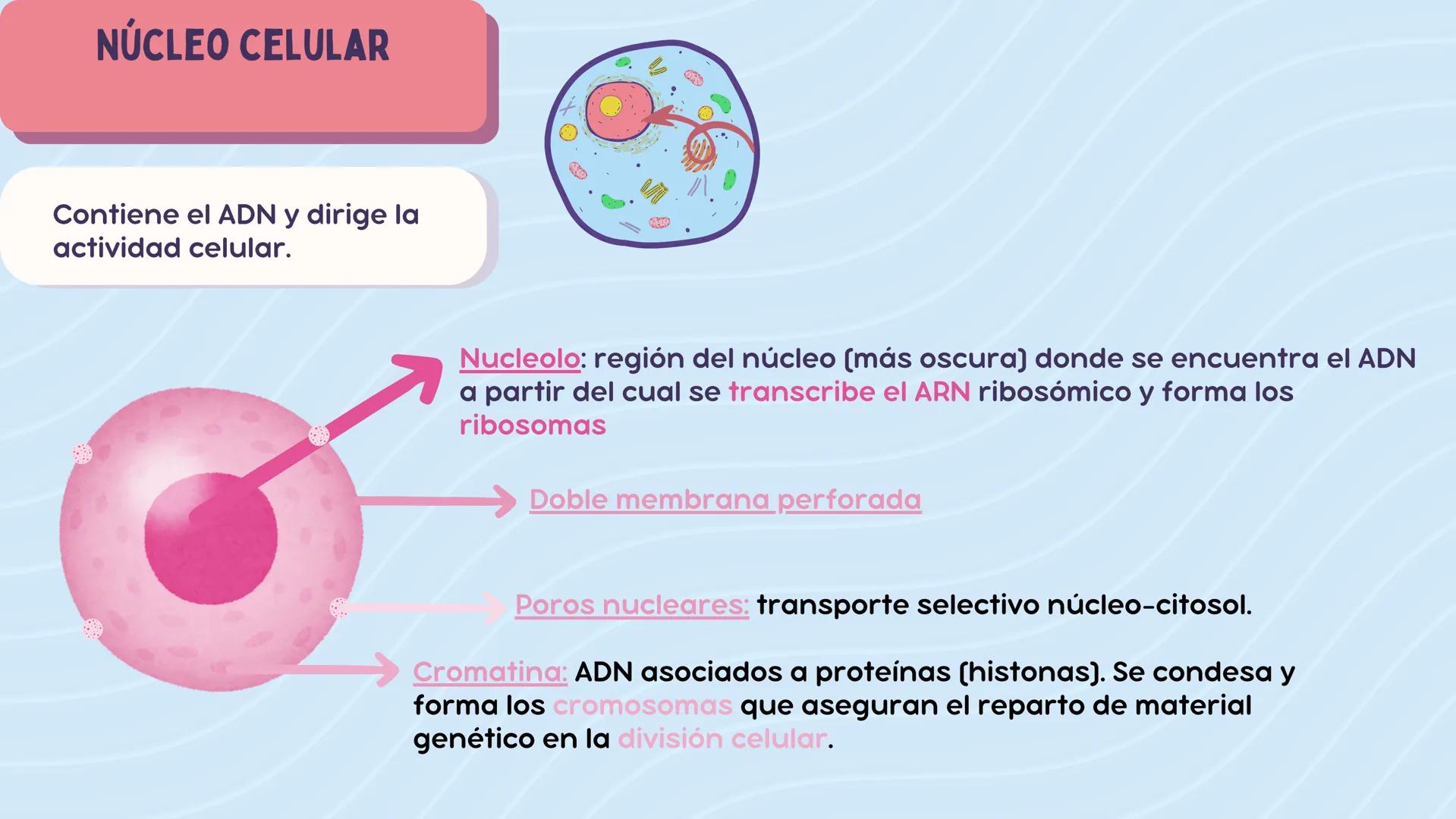# LA CÉLULA

ANATOMÍA Nivel atómico

NIVEL DE ORGANIZACIÓN

Nivel molecular

Cuanto mayor complejidad
tenga, más complejidad
estructural y f