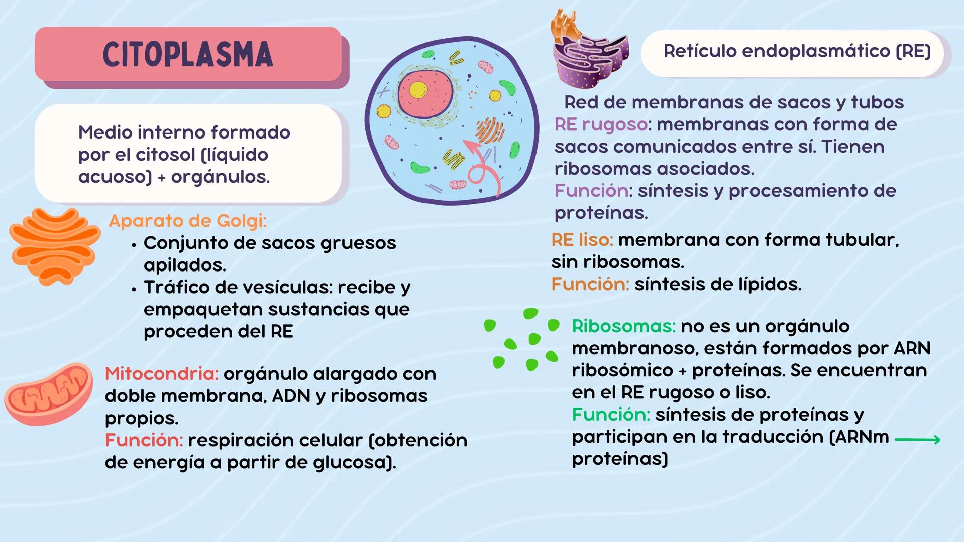 # LA CÉLULA

ANATOMÍA Nivel atómico

NIVEL DE ORGANIZACIÓN

Nivel molecular

Cuanto mayor complejidad
tenga, más complejidad
estructural y f