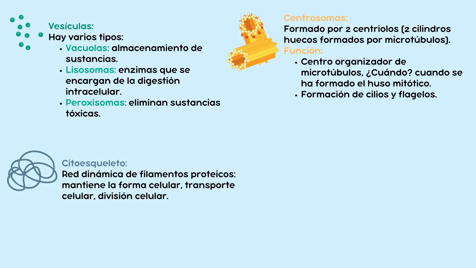 # LA CÉLULA

ANATOMÍA Nivel atómico

NIVEL DE ORGANIZACIÓN

Nivel molecular

Cuanto mayor complejidad
tenga, más complejidad
estructural y f