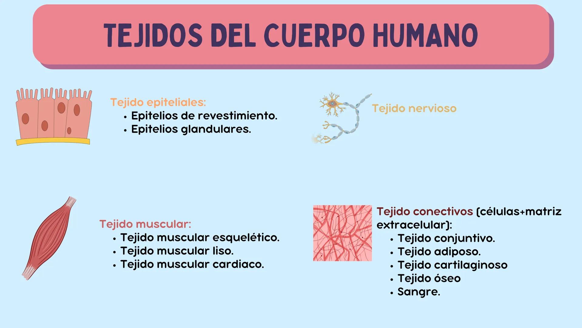 # LA CÉLULA

ANATOMÍA Nivel atómico

NIVEL DE ORGANIZACIÓN

Nivel molecular

Cuanto mayor complejidad
tenga, más complejidad
estructural y f