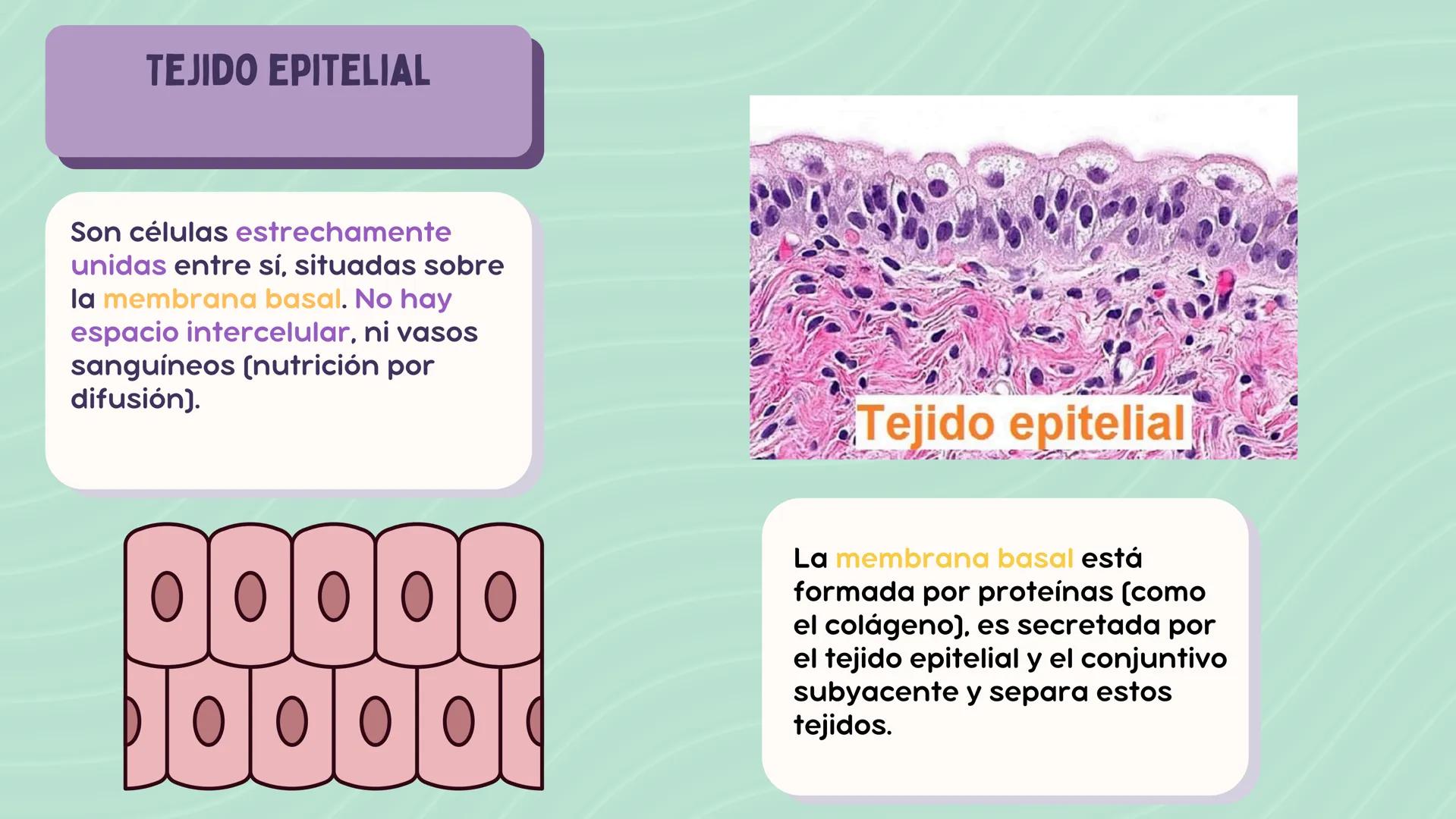 # LA CÉLULA

ANATOMÍA Nivel atómico

NIVEL DE ORGANIZACIÓN

Nivel molecular

Cuanto mayor complejidad
tenga, más complejidad
estructural y f