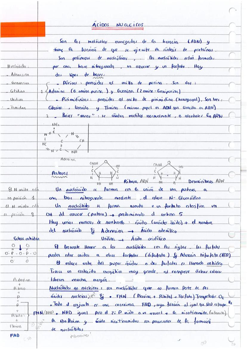 
<p>Los ácidos nucleicos son la principal fuente de energía de las células y desempeñan un papel fundamental en la biología. Están compuesto