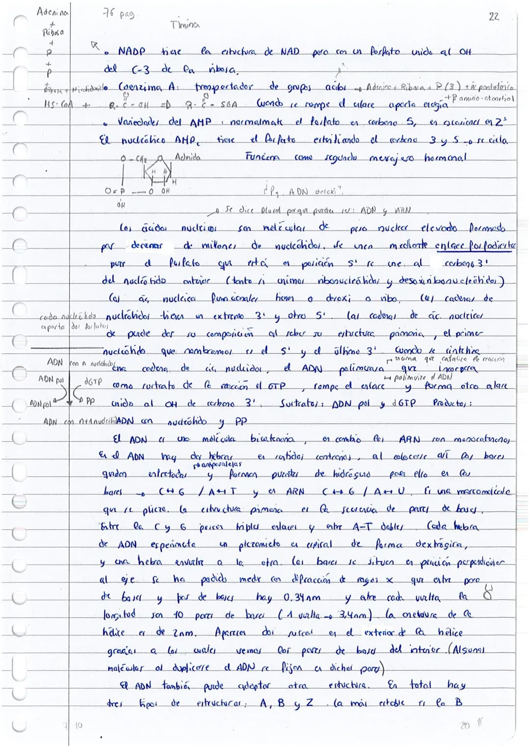 
<p>Los ácidos nucleicos son la principal fuente de energía de las células y desempeñan un papel fundamental en la biología. Están compuesto