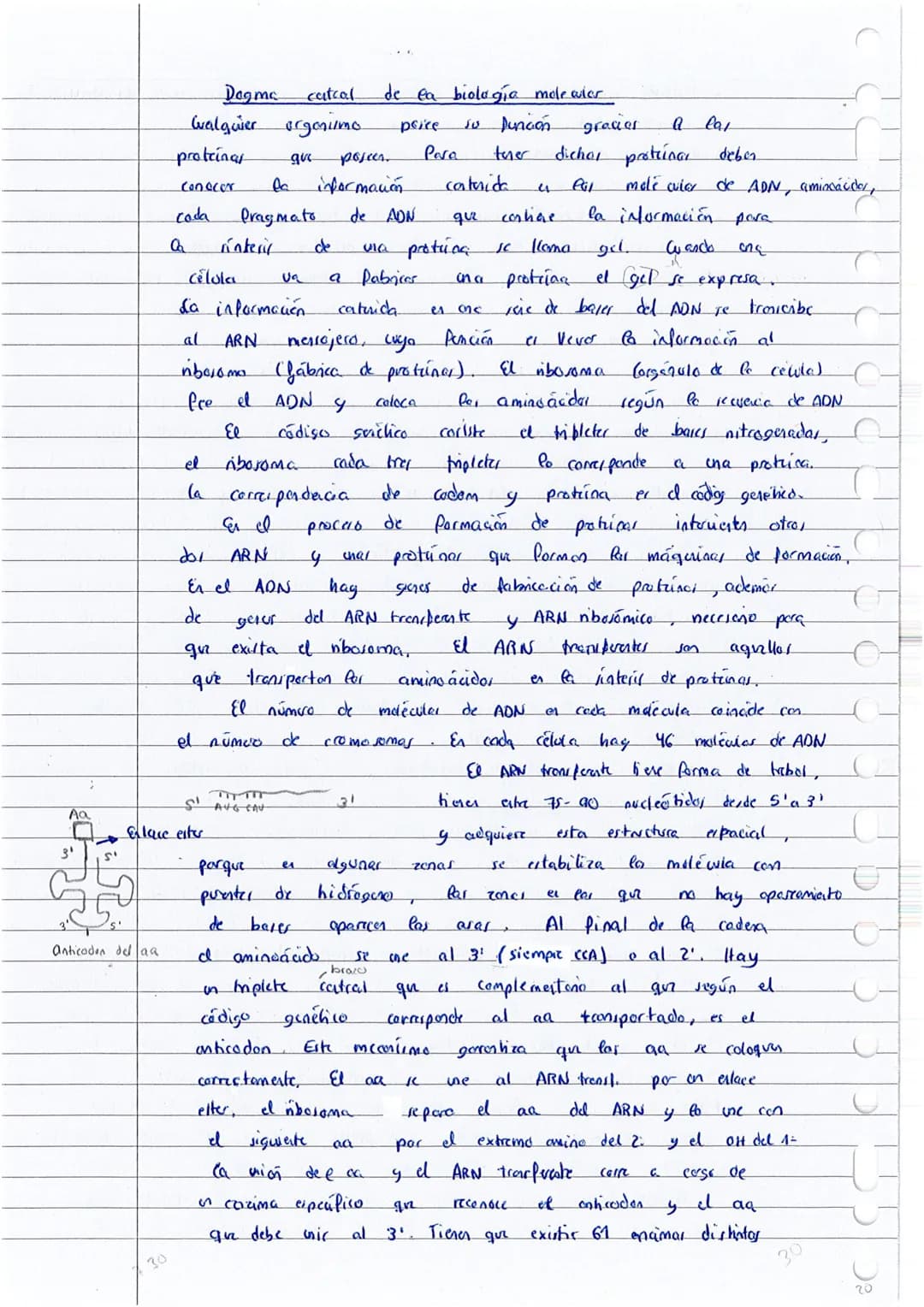 
<p>Los ácidos nucleicos son la principal fuente de energía de las células y desempeñan un papel fundamental en la biología. Están compuesto